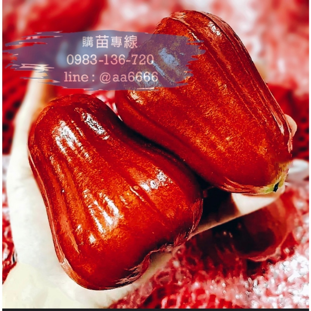 大果巨黑蓮霧-植人園藝-樹苗買賣,果苗買賣,嘉義樹苗買賣,西區樹苗買賣